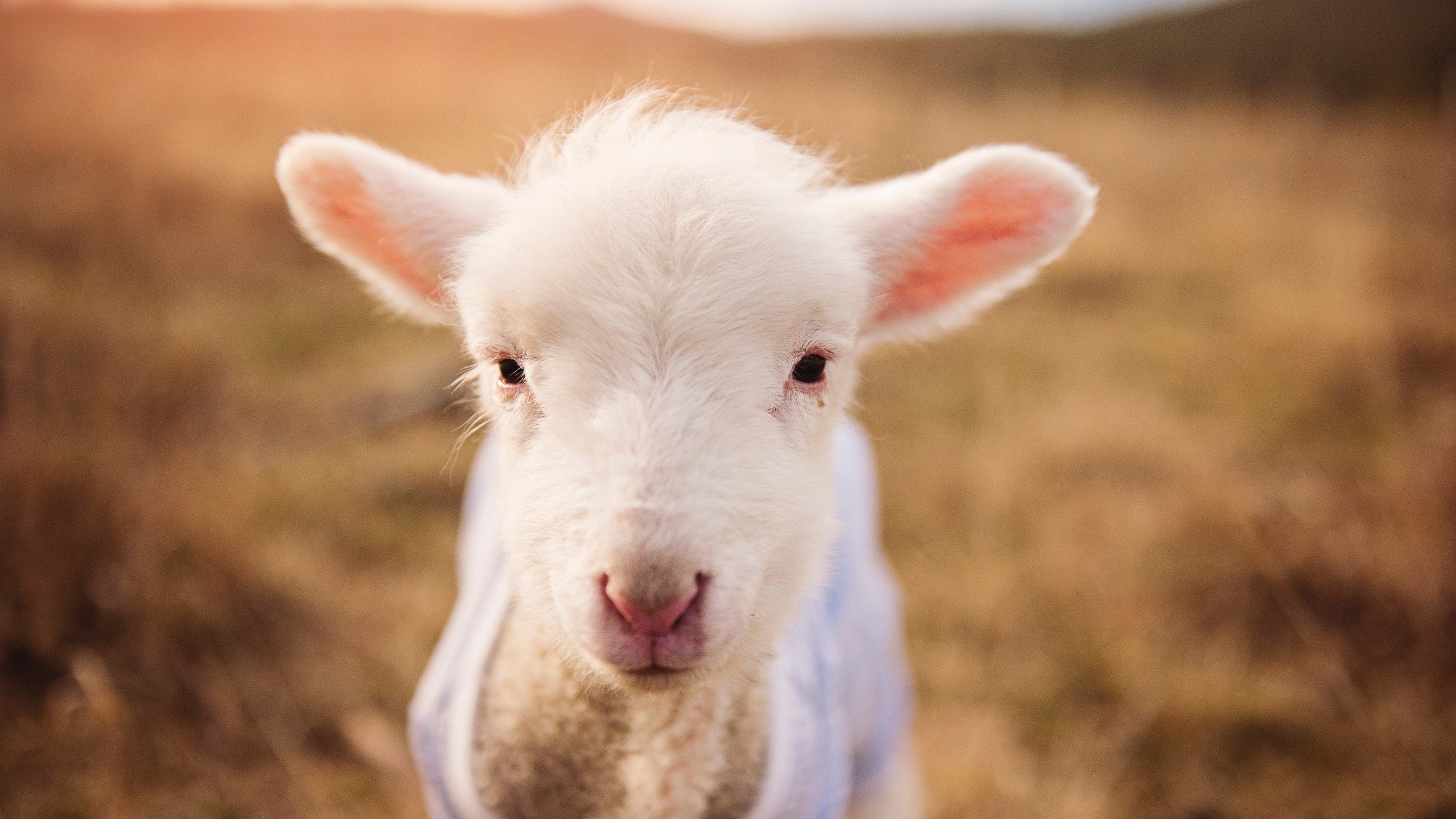 中国篮球明星赵睿个人品牌影响力持续扩大,中国篮球运动员赵睿