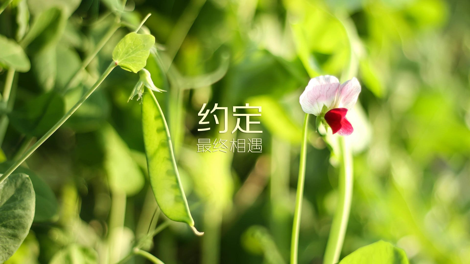 开云官网APP下载-《赛场外的故事:幕后工作人员的平凡与执着》,赛场内外的英文